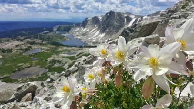Wildflowers in full bloom in rocky mountain terrain with snow-capped peaks and alpine lakes in background. Ideal for use in nature travel brochures, outdoor adventure blogs, or environmental awareness campaigns highlighting mountain ecosystems.