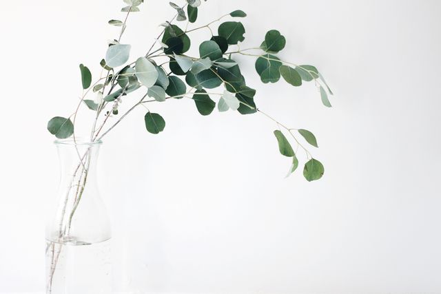 Eucalyptus branches placed in a clear glass vase against a plain white background, creating a minimalist aesthetic. Perfect for use in interior design blogs, websites, or social media posts focused on decor, simplicity, and modern living. Suitable for promoting eco-friendly or sustainable products, minimalist lifestyle content, or botanical inspirations.