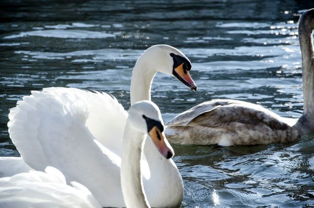 Elegant White Swans Swimming on Tranquil Water - Download Free Stock Photos Pikwizard.com