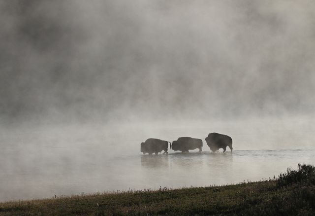 Bison herd crossing a misty river during sunrise creates an ethereal and serene scene perfect for nature and wildlife themes. Suitable for use in travel brochures, educational materials, wildlife conservation campaigns, and serene landscape art.