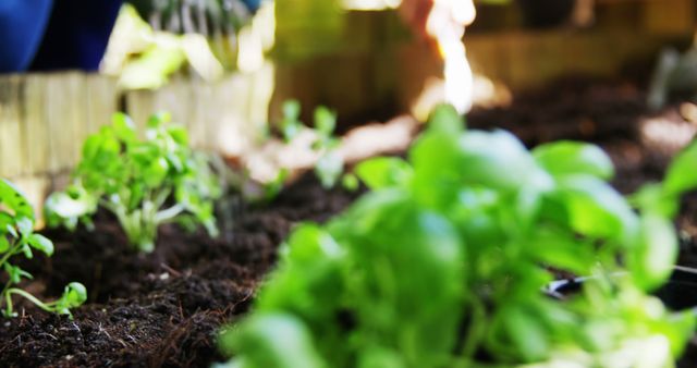 Close-up showing person gardening by planting herbs in a garden. Suitable for articles about gardening tips, organic farming, and agricultural practices.