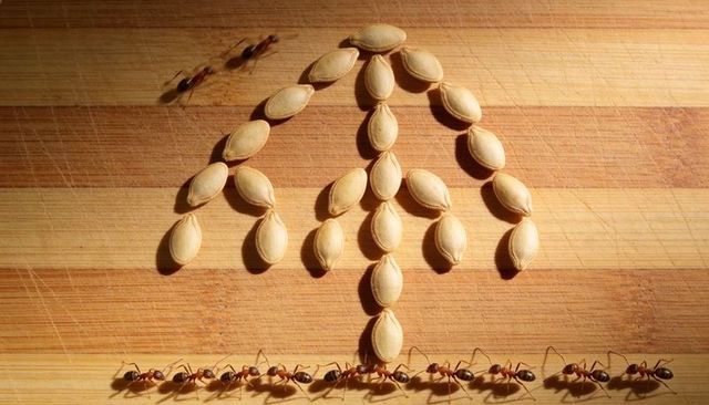Pumpkin seeds forming tree shape with marching ants on wooden cutting board conceptual food art