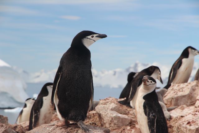 Group of penguins resting on rocky shore in Antarctica. Clear blue sky and icy background enhance the scene. Ideal for documents on wildlife, nature conservation, and Antarctic expeditions.
