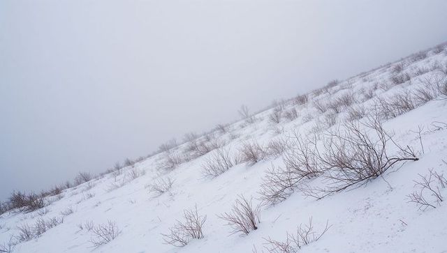 Snow-covered tundra slope with scattered leafless shrubs under misty overcast sky
