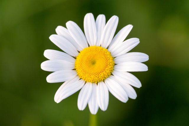 Close-Up of a Blooming White Daisy Flower on Green Background - Download Free Stock Photos Pikwizard.com