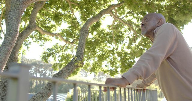 Elderly Man Contemplating Nature at Park Fence in Soft Sunlight - Download Free Stock Images Pikwizard.com