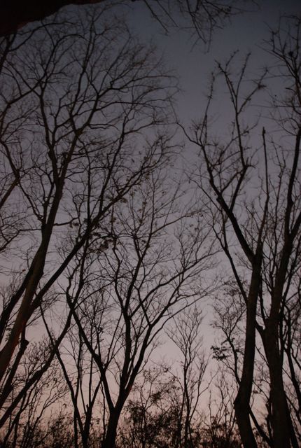 Bare trees with high-reaching branches silhouetted against a soft twilight sky. Ideal for use in projects related to nature, seasons, tranquility, or an atmospheric evening setting. Suitable for backgrounds, environmental themes, and serenity-focused designs.