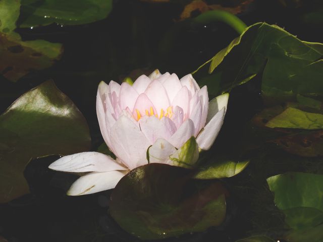 Pink water lily blooming in a pond among lush green leaves. Ideal for nature-themed projects, serenity, aquatic plants, and botanical illustrations.