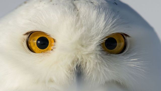 Snowy owl close-up showing intense golden eyes and fluffy white feather detail