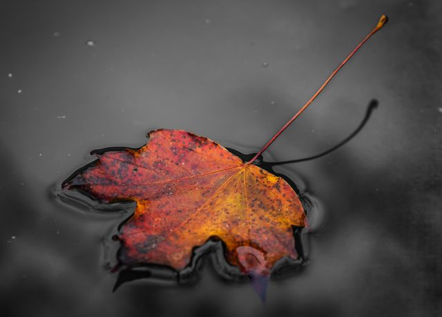 Colorful autumn maple leaf creating a striking contrast while floating on monochrome reflective water. Ideal for concepts of changing seasons, natural beauty, and tranquility. Suitable for use in environmental campaigns, seasonal greetings, and art projects.