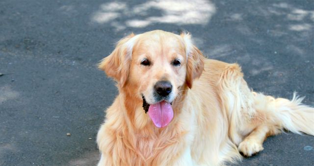 A golden retriever is lying on the ground, looking directly at the camera with a friendly expression. Its tongue is out, suggesting the dog may be panting or cooling down after some activity.