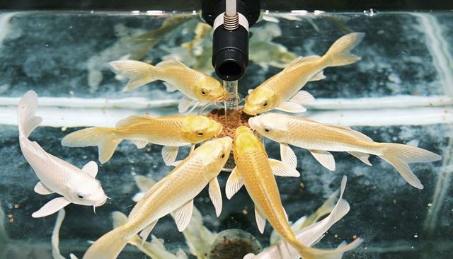 Golden koi carp feeding around aquarium nozzle, pellets flowing, close-up group of fish