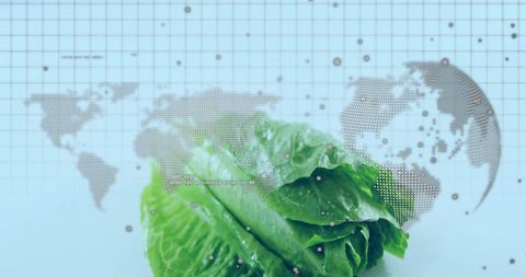 Romaine lettuce with water droplets and dotted world map suggesting global food network
