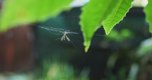 Close-up view of a spider web with a trapped insect hanging between green leaves in a peaceful garden. This image is suitable for illustrating concepts related to nature, ecosystems, and the food chain. It can be used in educational materials, environmental campaigns, photography portfolios, blogs, and articles discussing nature or insect behavior.