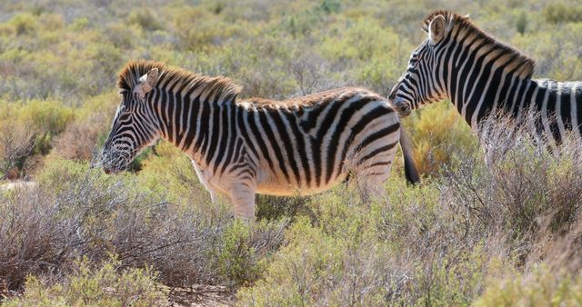 Two zebras are grazing in a wild, natural savannah-like habitat. The scene captures the beauty of African wildlife and can be used in educational materials, wildlife documentaries, travel brochures, and conservation campaigns.