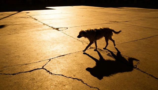 Stray dog crossing sunlit cracked pavement casting long dramatic shadow during golden hour