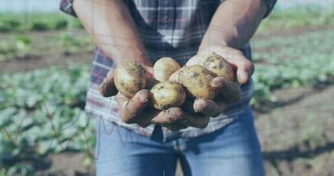 Farmer holding freshly dug potatoes with muddy hands on organic vegetable plot