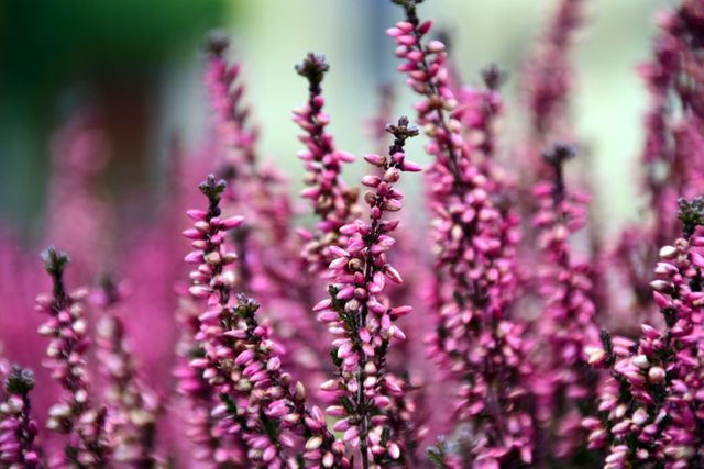 Vibrant close-up of beautiful heather flowers in full bloom offers rich lavender hues and intricate floral details. Ideal for use in gardening blogs, floral magazines, backgrounds, nature advertisements, and botanical studies.