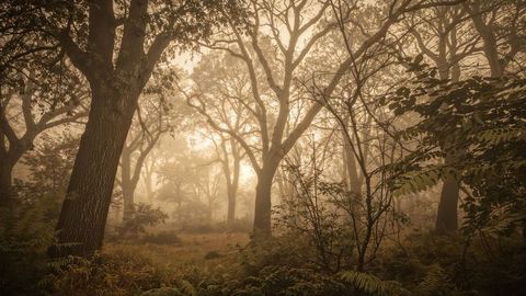 Mystical Oak in Foggy Forest at Dawn