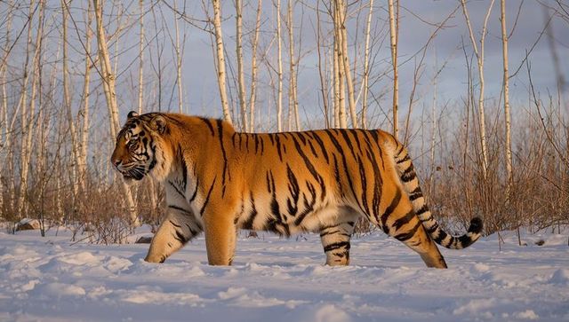 Walking siberian tiger crossing snow among birch trees at golden hour, majestic predator