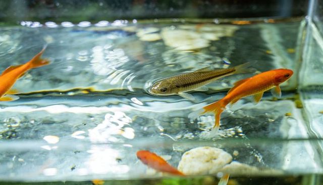 Slender brown minnow swimming among orange goldfish in glass aquarium with water ripples