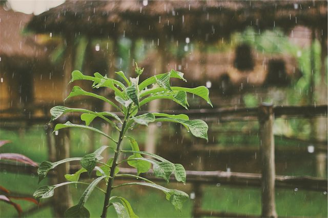 Vibrant green plant with rain falling in a garden. Ideal for themes related to nature, gardening, and freshness. Can be used in environmental campaigns, blog posts about gardening, or advertisements for natural products.