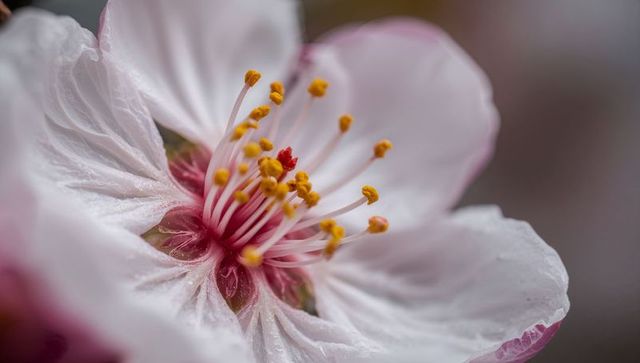 Macro blossom revealing pale pink petals, yellow anthers and red stigma with dewdrops