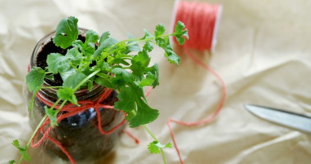 A small cilantro plant grows in a dark jar wrapped with red thread, with copy space. Gardening tools and a spool of thread accompany the plant, suggesting a DIY or crafting project involving plants.