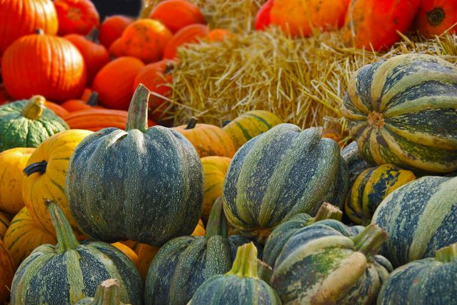 This image shows a vibrant display of various types of pumpkins and gourds arranged on a farm with straw bales. The diverse colors and textures emphasize the richness of autumn produce. Ideal for use in harvest festival promotions, seasonal advertisements, decorations, and educational materials on farming and agriculture.