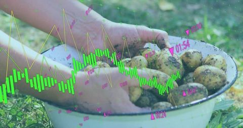 Gardening and stock market concept with potatoes