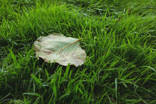 Maple leaf fallen on green grass, backgrounds