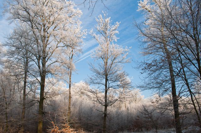 Scenic view of a serene winter forest with trees covered in white frost and bathed in sunlight. Bright blue sky contrasts with the delicate frosty branches, creating a tranquil and peaceful atmosphere. Ideal for use in seasonal promotions, travel brochures, nature blogs, or holiday greeting cards portraying the beauty of winter landscapes.