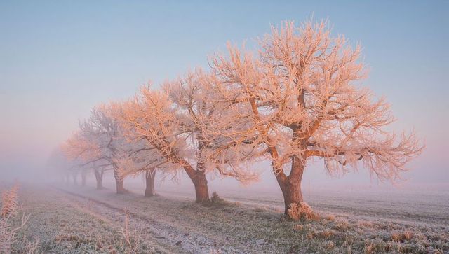 Frost-coated trees lining rural track at pastel sunrise with misty tranquil atmosphere