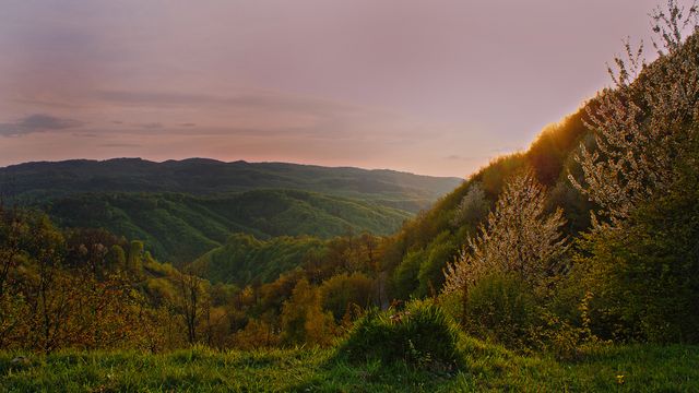 Capturing a beautiful twilight scene over a lush, rolling hillside. This image showcases the natural beauty of the outdoors with serene, green foliage bathed in the warm light of the setting sun. Ideal for use in nature blogs, travel advertisements, and calming background headers, it evokes feelings of tranquility and peace.