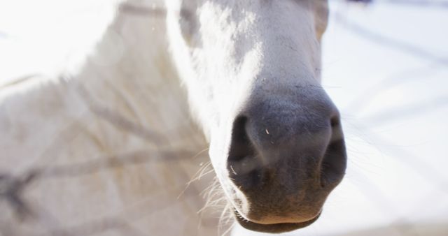 Close up of white horse with brown eyes at farm, slow motion. Animals, farm, countryside and nature concept.