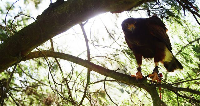 An eagle exemplifies the wild spirit of raptors while perched in a sun-dappled forest. - Download Free Stock Photos Pikwizard.com