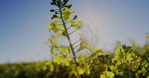 Yellow Flower in Sunlit Field with Circular Design Overlay