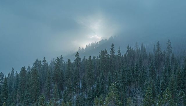 Misty sunrise glowing over snow-covered pine ridge, fog veiling alpine evergreen forest