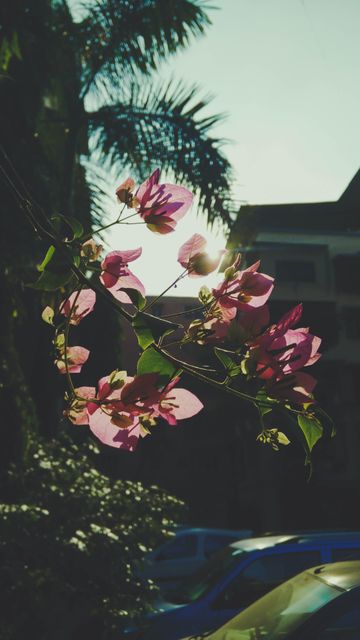 Beautiful Bougainvillea Flowers Blooming against Sunlight - Download Free Stock Photos Pikwizard.com