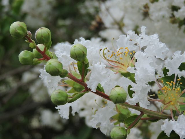 Closeup of blossoming white flowers on blooming tree branch - Download Free Stock Photos Pikwizard.com