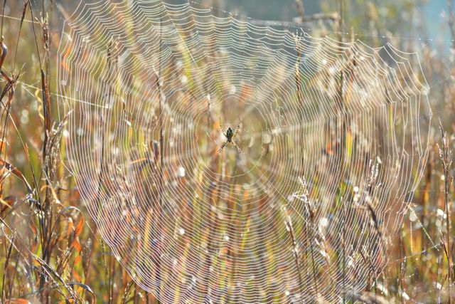 Spider web glistening with morning dew in a countryside field, with blurred orange and green background. Useful for themes of nature, tranquility, or beauty in detail, as well as for educational materials on spiders and their habitats.
