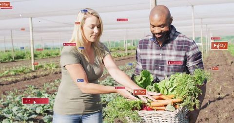 Farm workers collecting fresh produce on sustainable farm