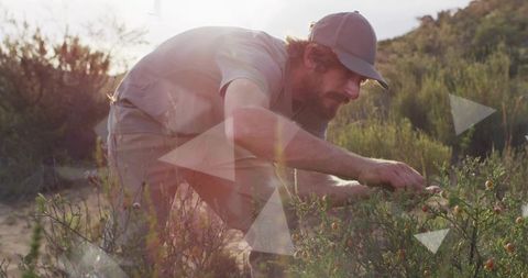 Outdoor researcher examining berries in sunlit shrub