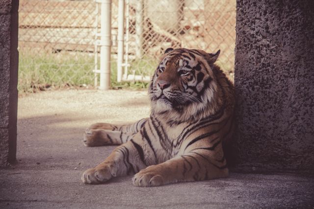 Majestic Tiger Resting in Enclosure - Download Free Stock Photos Pikwizard.com