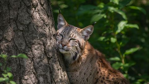 Serene Eurasian Lynx Pressing Head Against Tree Trunk with Dappled Sunlight Closeup