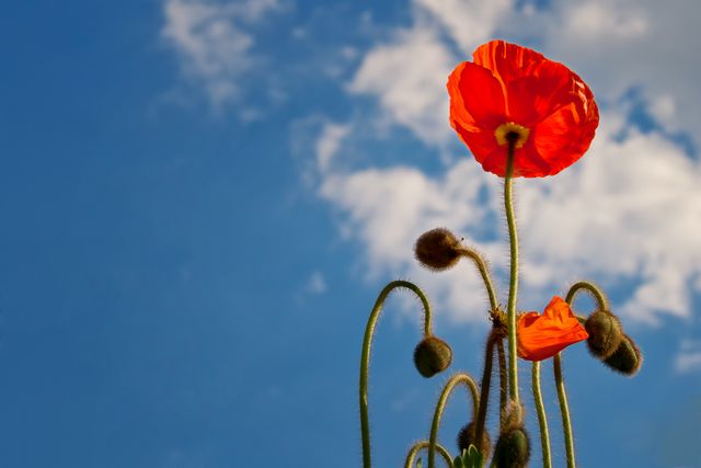 Bright red poppies in full bloom against a backdrop of a blue sky with scattered clouds. Ideal for use in nature-themed projects, floral greeting cards, or spring promotional materials. The vivid colors and clear sky create a sense of freshness and renewal.