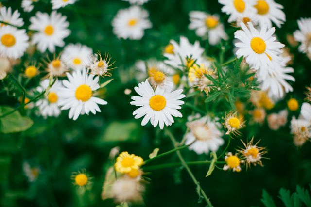 Daisies blooming in lush green garden radiate freshness and natural beauty. Ideal for use in floral presentations, gardening blogs, nature-related art, or as background visuals for wellness and relaxation themes.