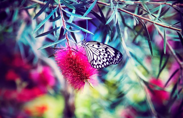Black and White Butterfly on Vibrant Pink Flower in Lush Garden - Download Free Stock Photos Pikwizard.com