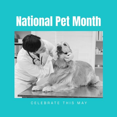 Vet Examining Dog for National Pet Month Campaign