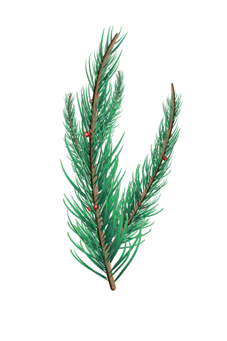 transparent fir tree branch with pine needles and red berries - Download Free Stock Videos Pikwizard.com